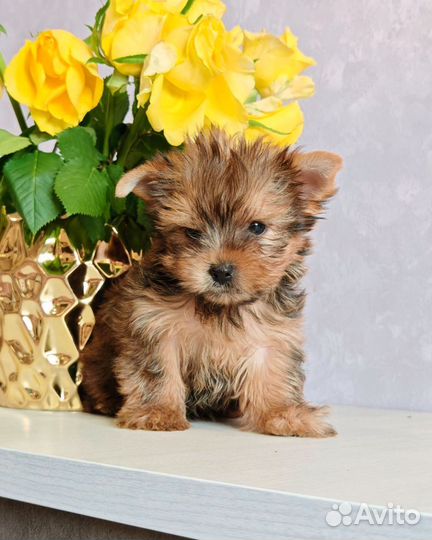 Йоркширский терьер мини мальчик голдаст