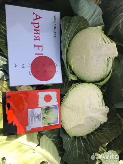 Семена белокочанной капусты Ария