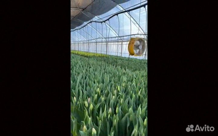 Тюльпаны оптом напрямую из теплицы