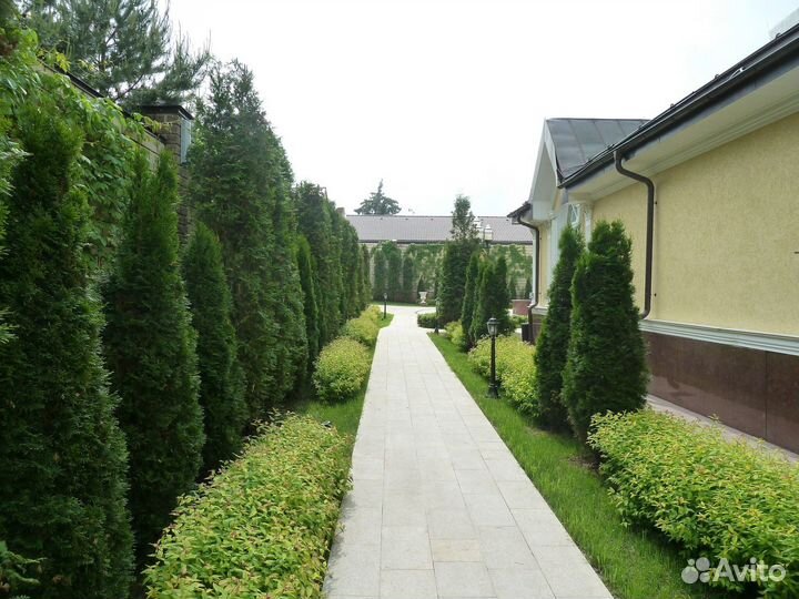 Туя для изгороди