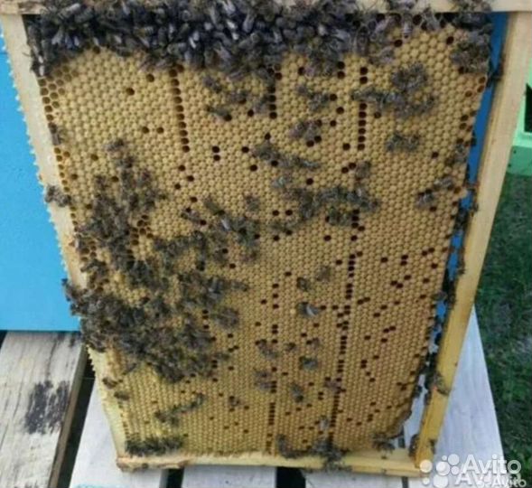 Пчелосемьи