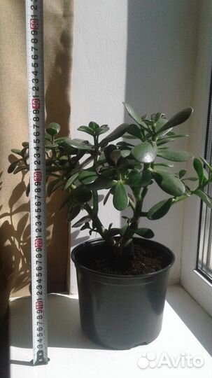 Комнатные растения цветы