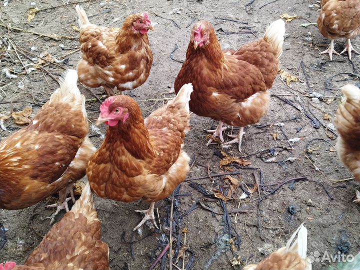 Куры несушки молодки продам