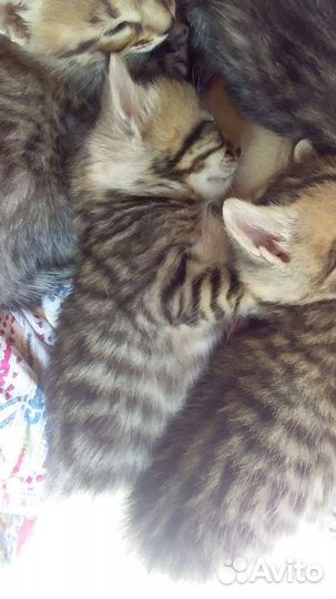 Бенгальская