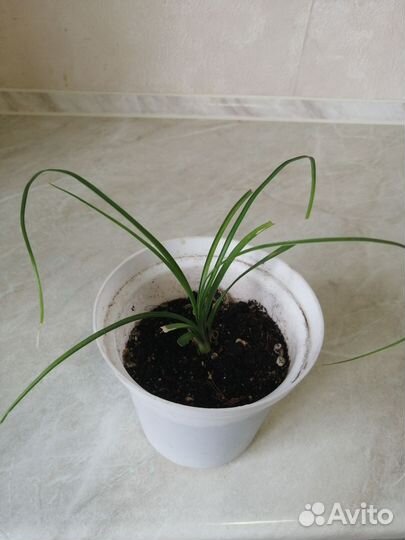 Замиокулькасы, Нолина