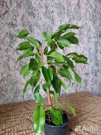 Фикус бенджамина
