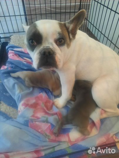 Французский бульдог щенки