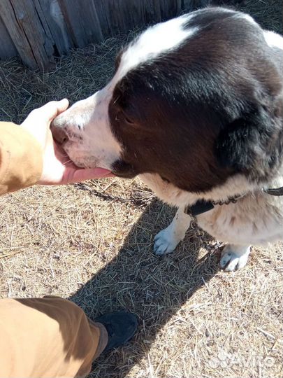 Дрессировка (фигурант), консультации по кинологии
