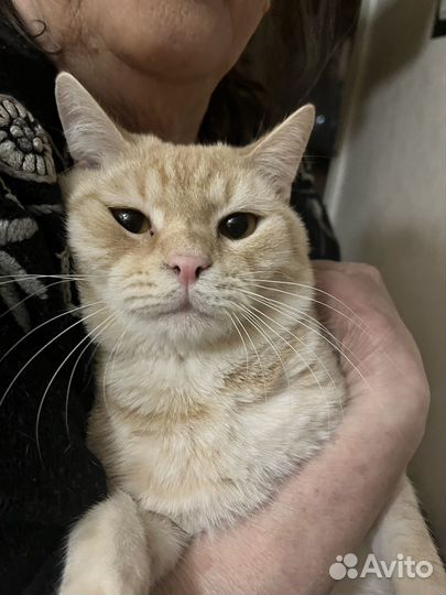 Ласковый котик