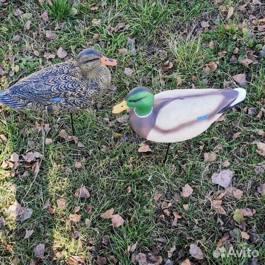 Чучела уток Кряква полевая Softplast