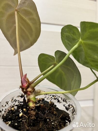 Антуриум Сильвер Блаш