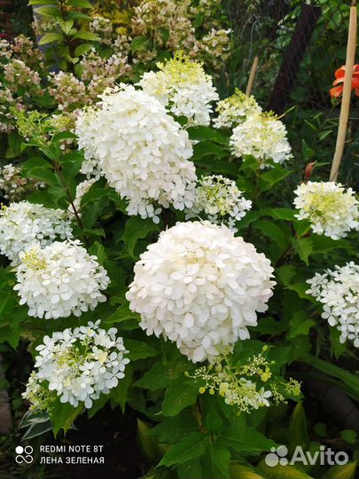 Гортензия метельчатая