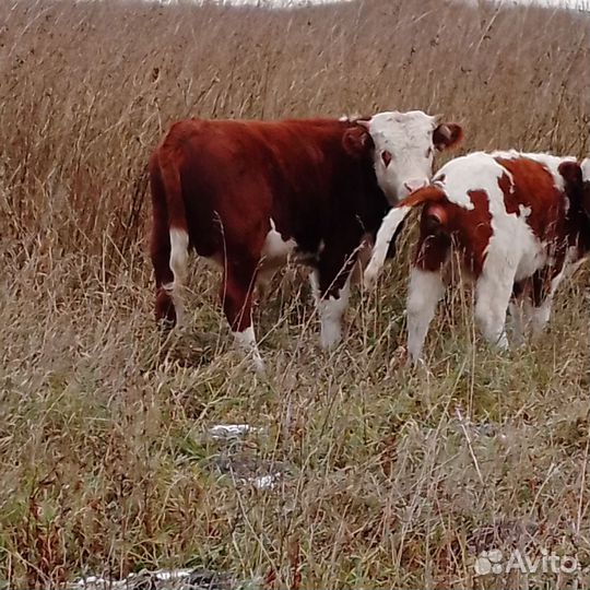 Бычки и быки