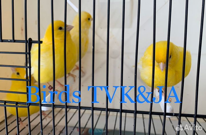 Кенара и канарейки файф фенси