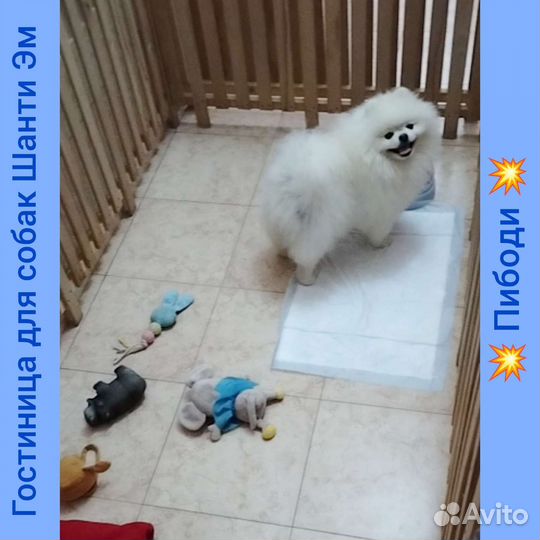 Гостевая передержка маленьких собак