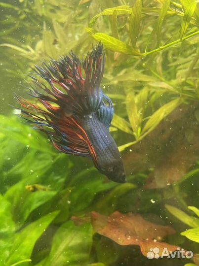 Рыбка петушок