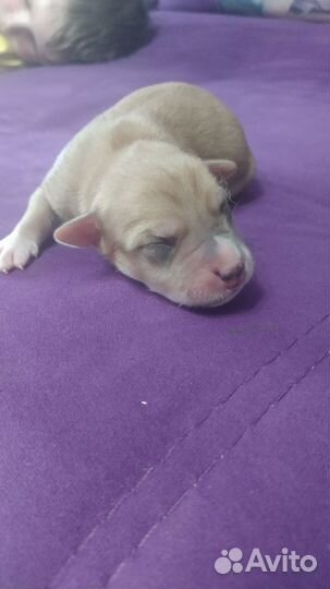 Щенки метисы