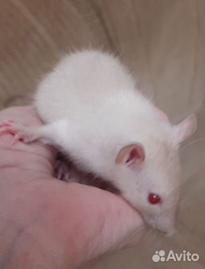 Декоративные крысята