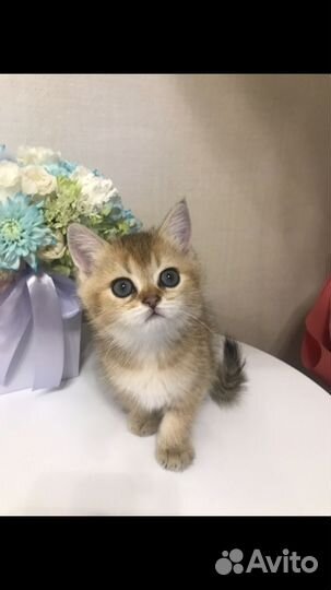 Кошки