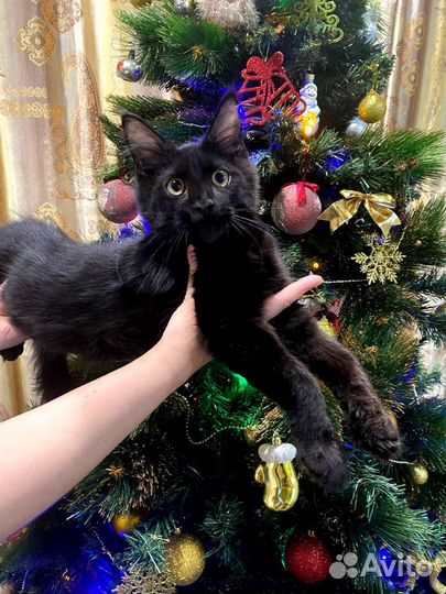 Котенок Мейн-кун