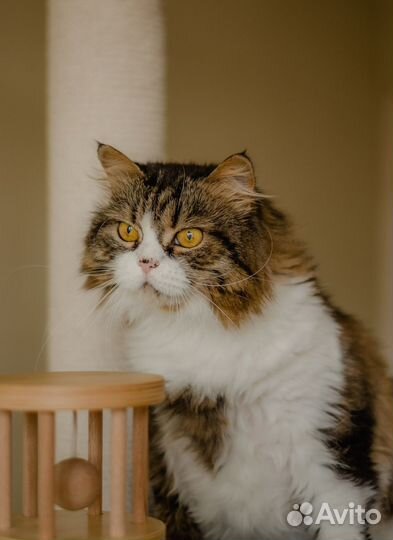 Отдается красивая кошечка Фета