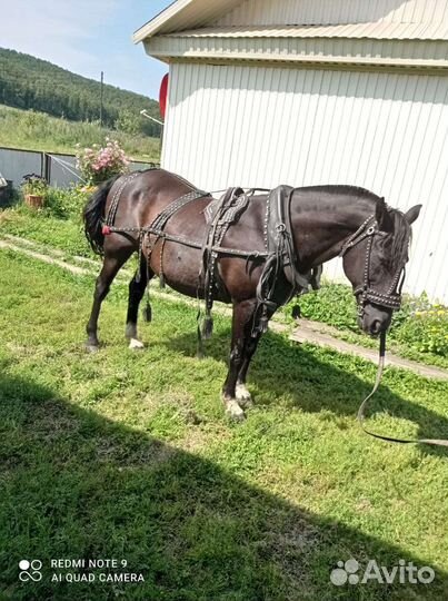 Сбруя для лошади