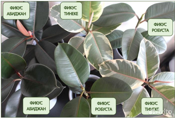 Фикус эластика Тинеке