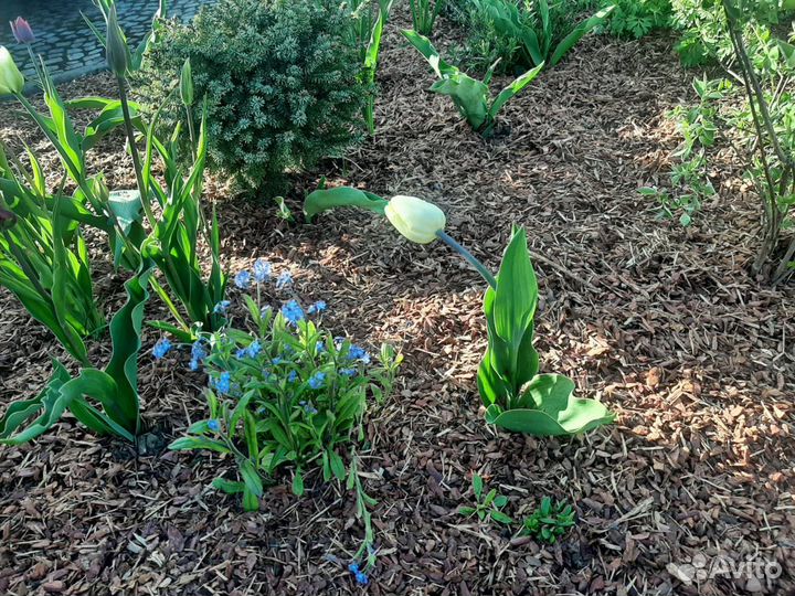 Кора мульча