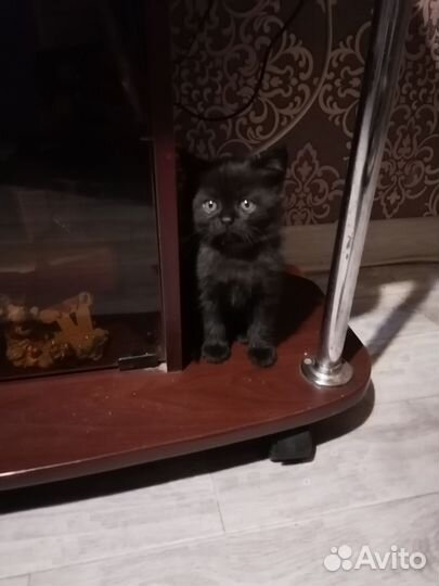 Британские котята