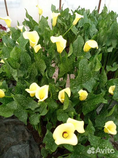 Луковицы жёлтой каллы