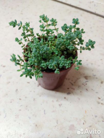 Седум дасифиллюм минор