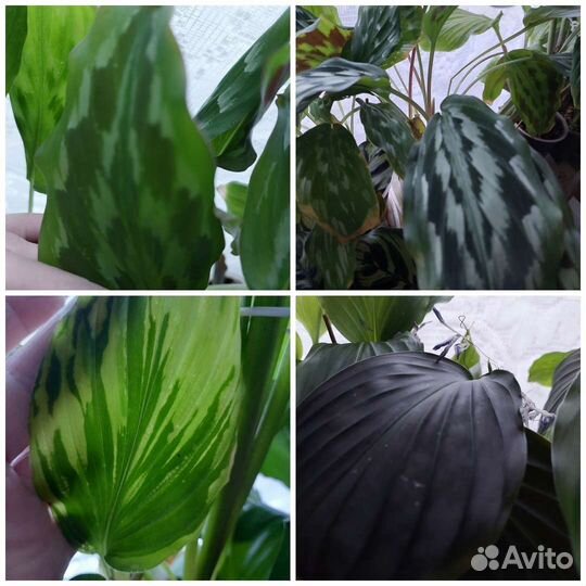 Кемпферия красавица