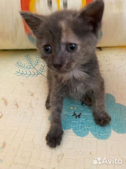 Отдам котенка в добрые руки