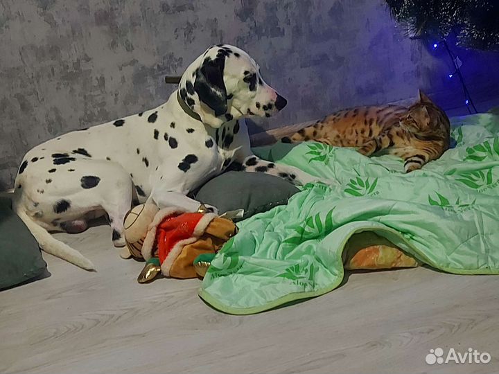 Далматин вязка