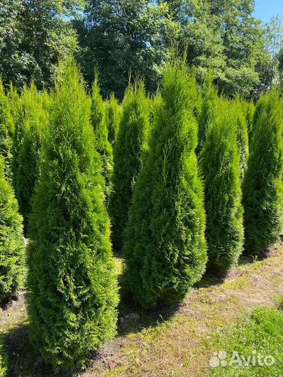 Туя Смарагд 160 см из питомника