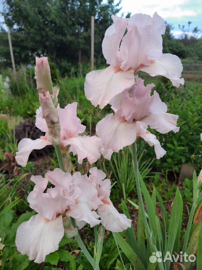 Ирис бородатый 