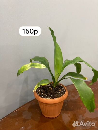 Комнатные растения