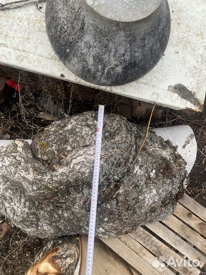 Сувель березовый