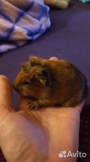 Морская свинка