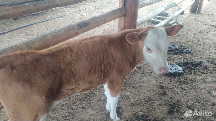 Коровы дойные и телята