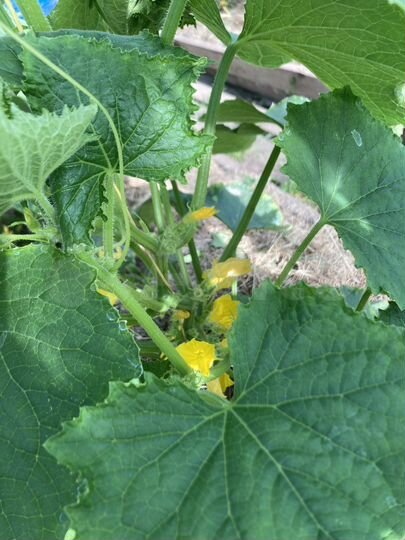 Дача 63 м² на участке 8 сот.