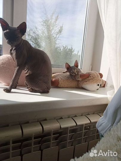 Канадский сфинкс котенок мальчик