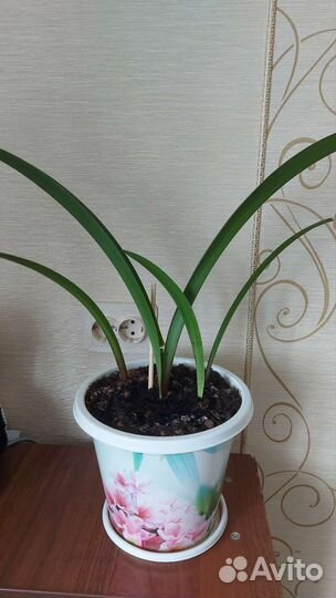 Гиппиаструм