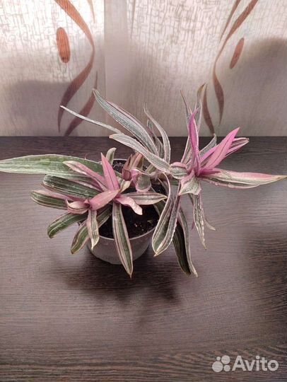 Традесканция разноцветная или же рео