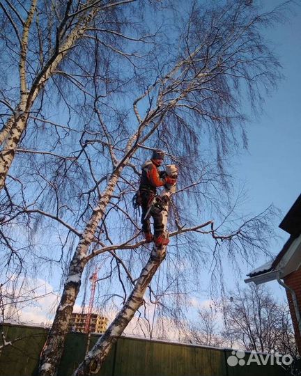 Спил деревьев Серпухов. Обрезка Деревьев