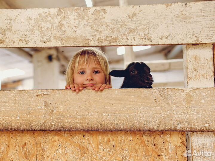 Экскурсия — Тула — Тула: Один День надействующей Ф