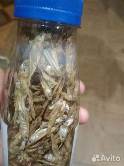 Рыбка сушеная- корм для красноухих черепах