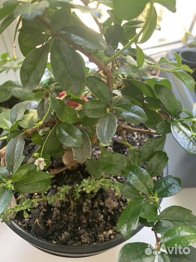 Цветок Бонсай кармона, дерево в японском стиле