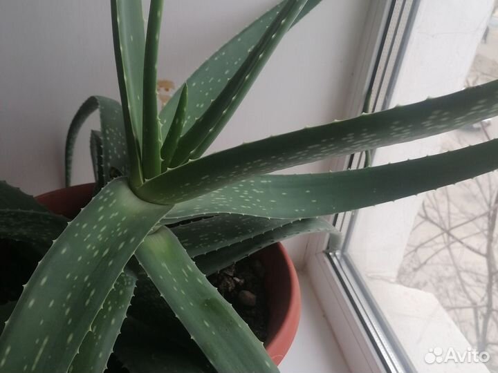 Веточки Алоэ вера на лекарства и косметику