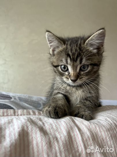Котята
